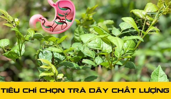 chon tra day chat luon