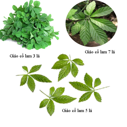 giảo cổ lam hạ huyết áp